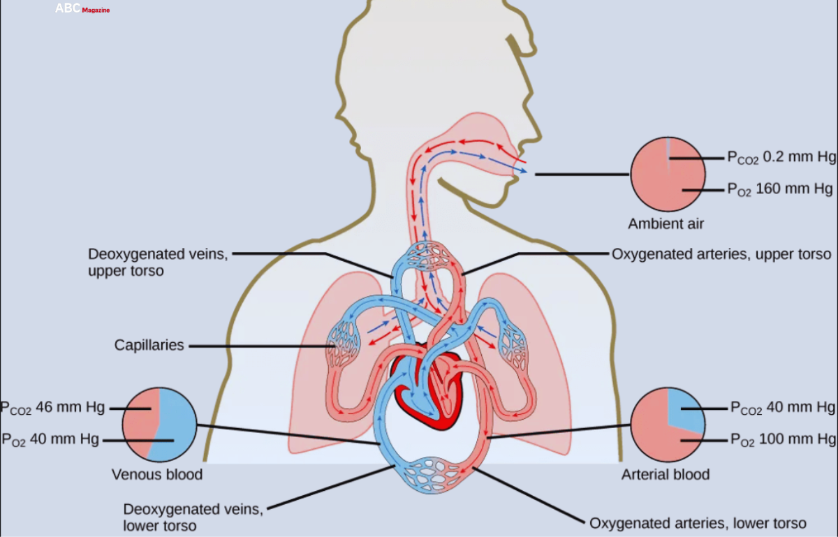 How is Oxygen and Carbon Dioxide Transported in Human Beings