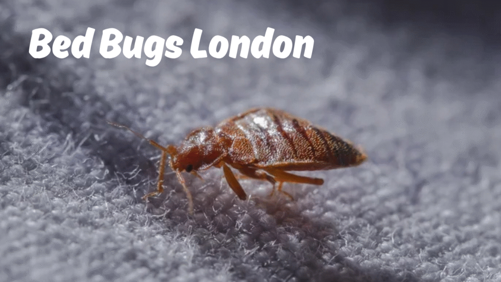 Bed Bugs London
